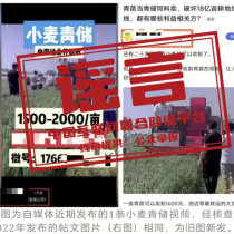 “收割未成熟小麦作青贮饲料”不实