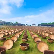 10万口酱缸旁，一个泸州“倔老头”的43年守候