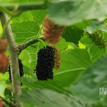从一颗桑葚到一个节会IP：狮湾村十年“甜蜜”路