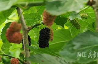 从一颗桑葚到一个节会IP：狮湾村十年“甜蜜”路