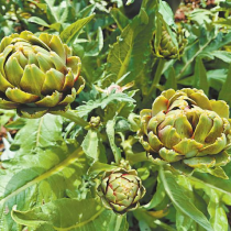 四川日报——小山村种上洋蔬菜