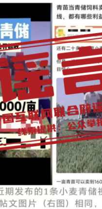 “收割未成熟小麦作青贮饲料”不实