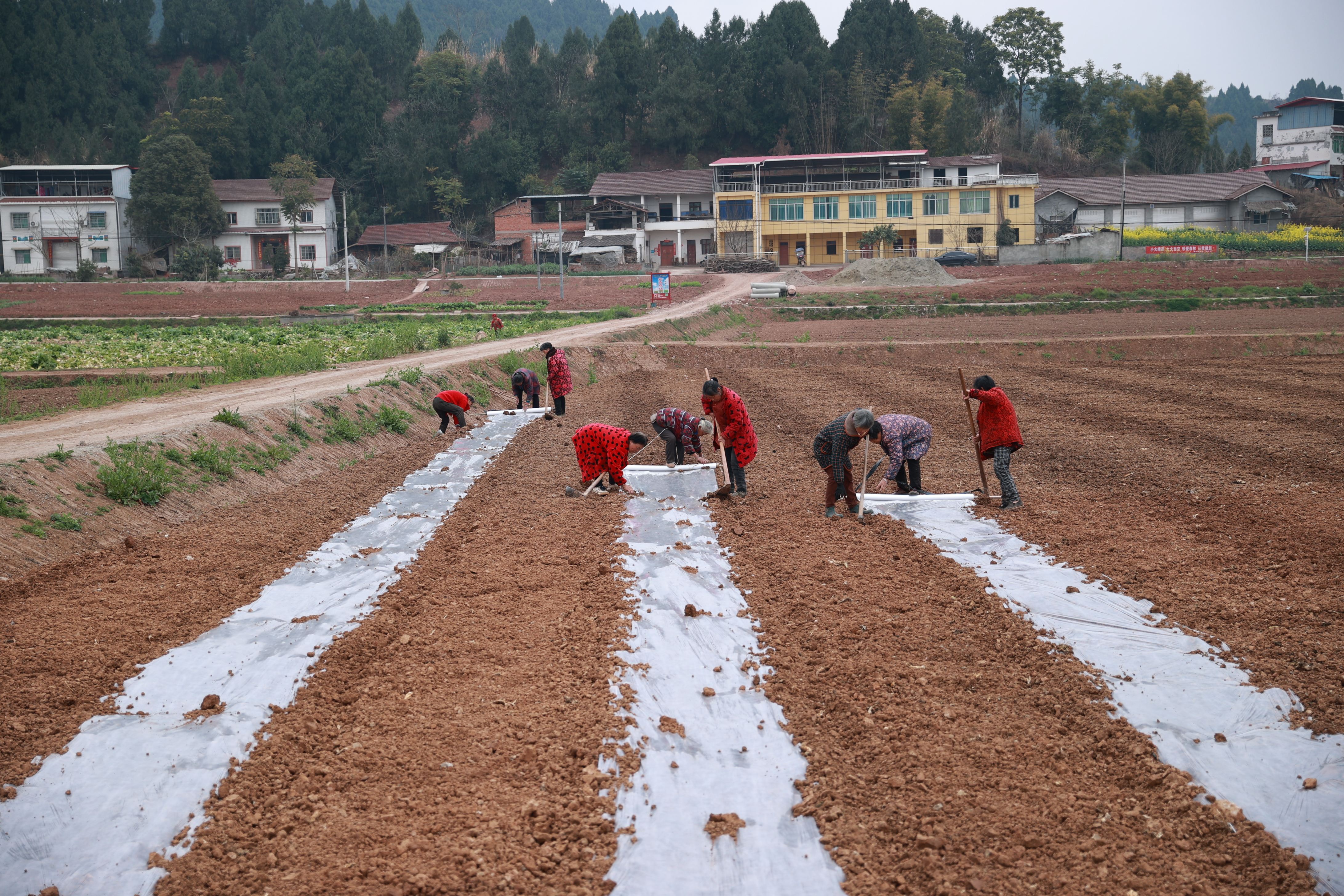 象山镇青龙滩村大豆玉米带状复合种植基地备耕情况 (2).JPG