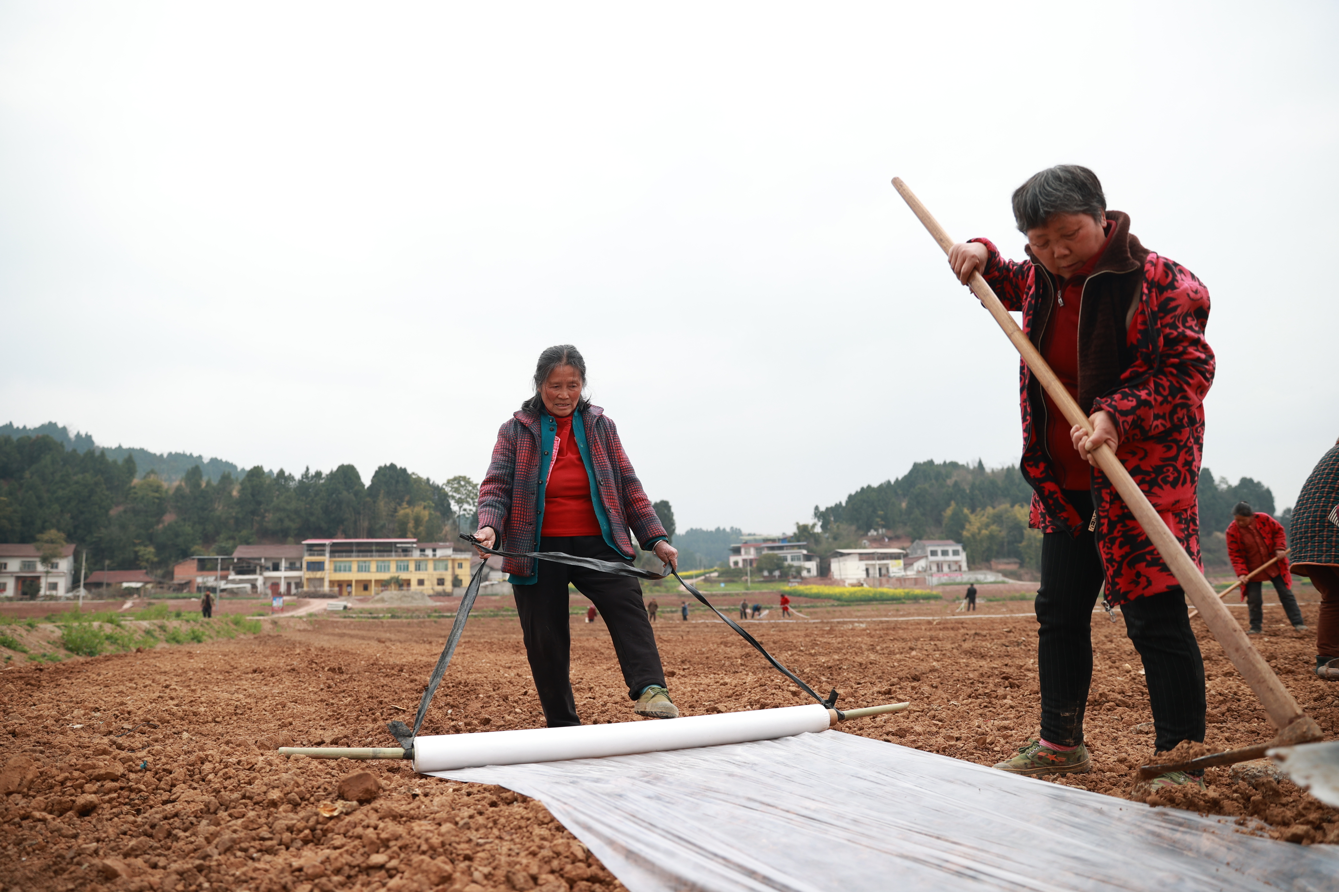 象山镇青龙滩村大豆玉米带状复合种植基地备耕情况 (12).JPG