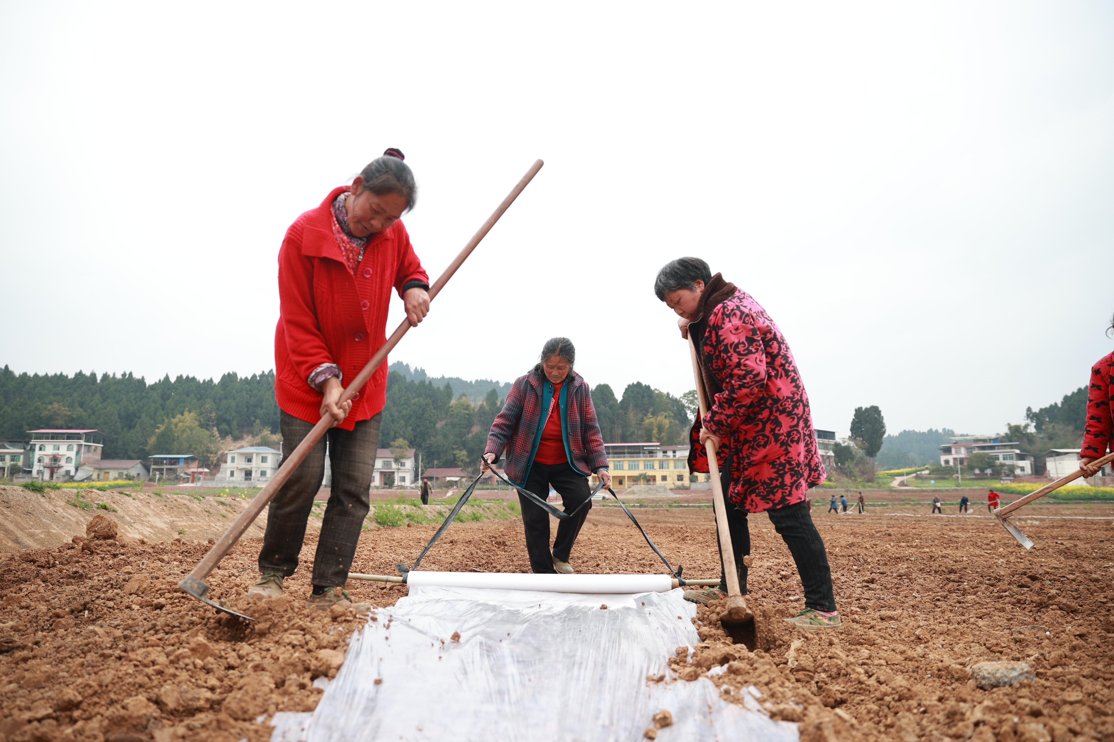 象山镇青龙滩村大豆玉米带状复合种植基地备耕情况 (15).JPG