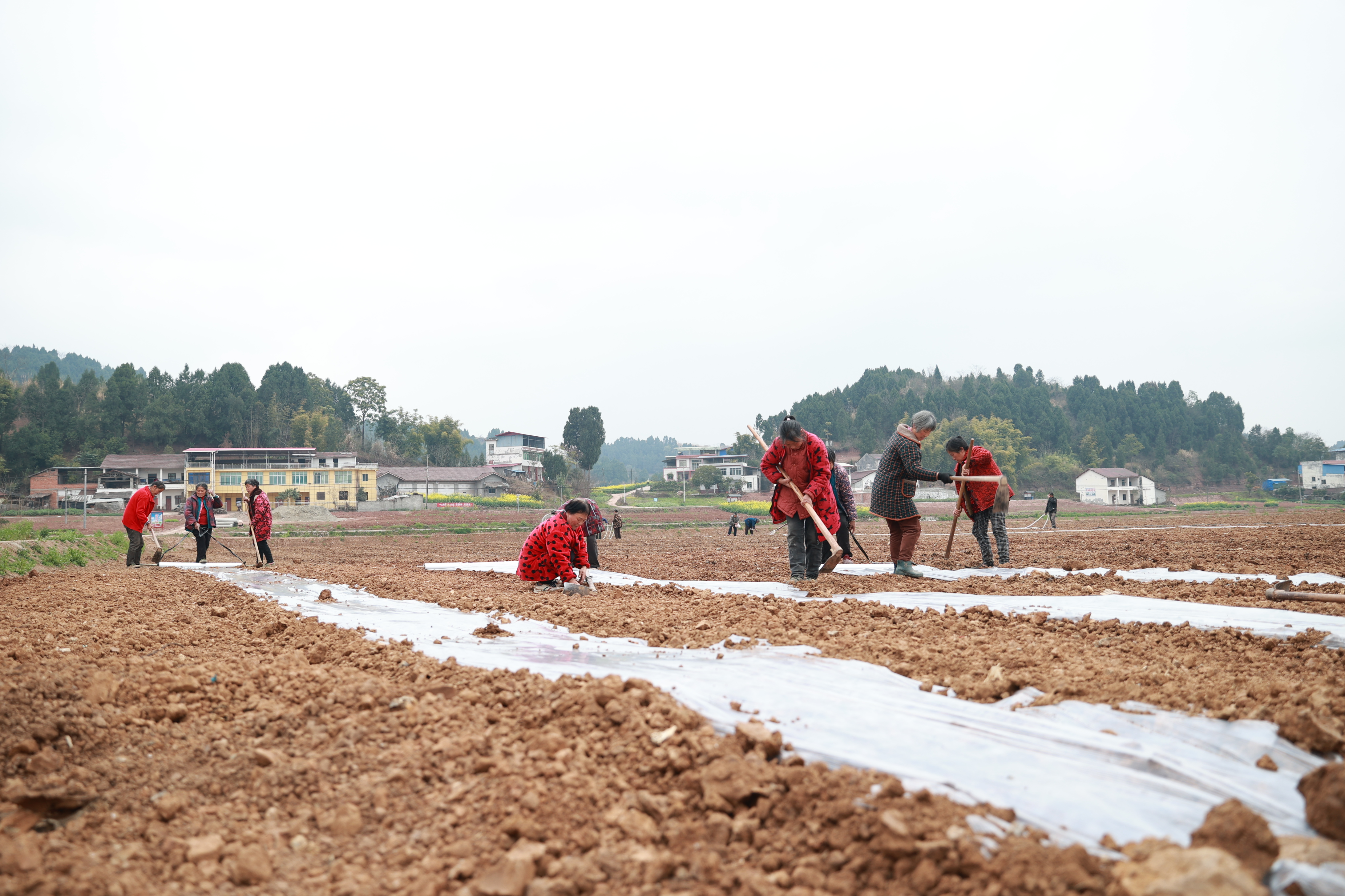 象山镇青龙滩村大豆玉米带状复合种植基地备耕情况 (40).JPG