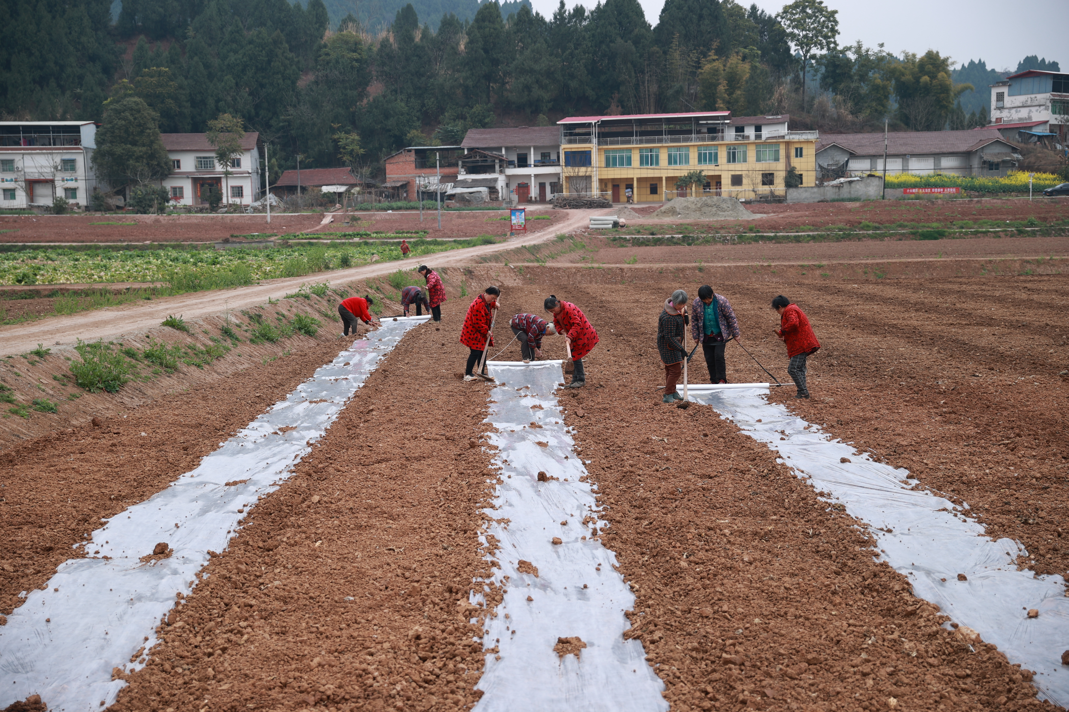 象山镇青龙滩村大豆玉米带状复合种植基地备耕情况 (48).JPG