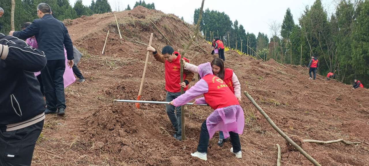 宋井桃源开展卓筒井镇植树节新时代文明实践活动.jpg