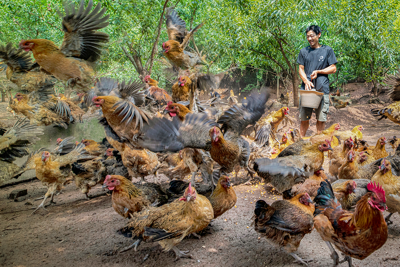 web《鸡窝里飞出欢乐的歌》 张进13980186994.jpg