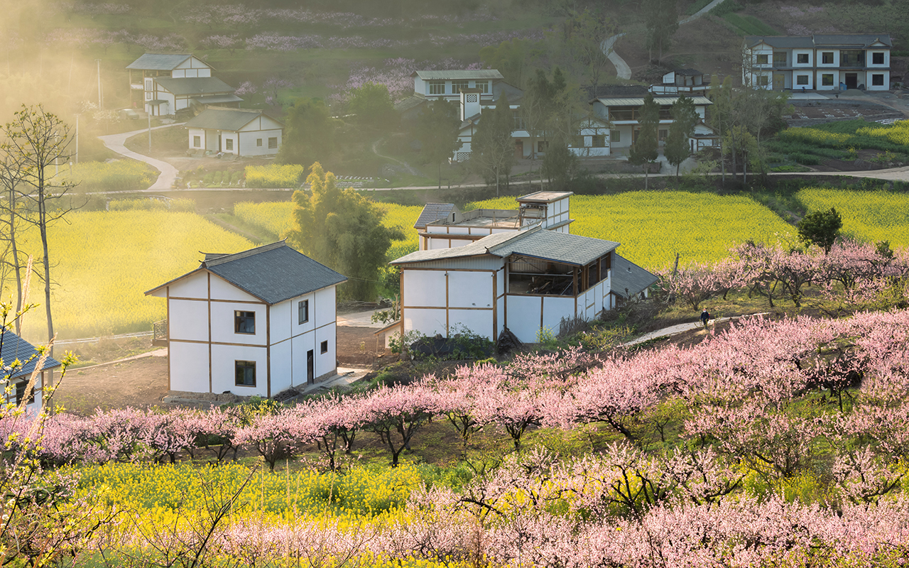 web《在那桃花盛开的地方》 王强18982567789.jpg